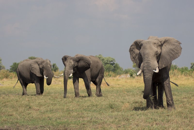 Chobe National Park