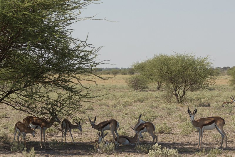 Central Kalahari